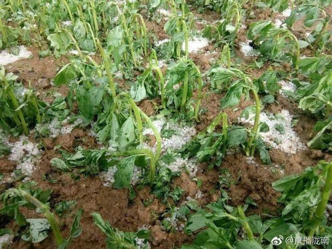 雷雨冰雹突袭保定易县，庄稼果树严重受损面临绝收，老乡们直想哭, 你怎么看保定下冰雹视频河北保定大冰雹是真的吗